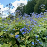 Brunnera macrophylla 'Jack's Gold'